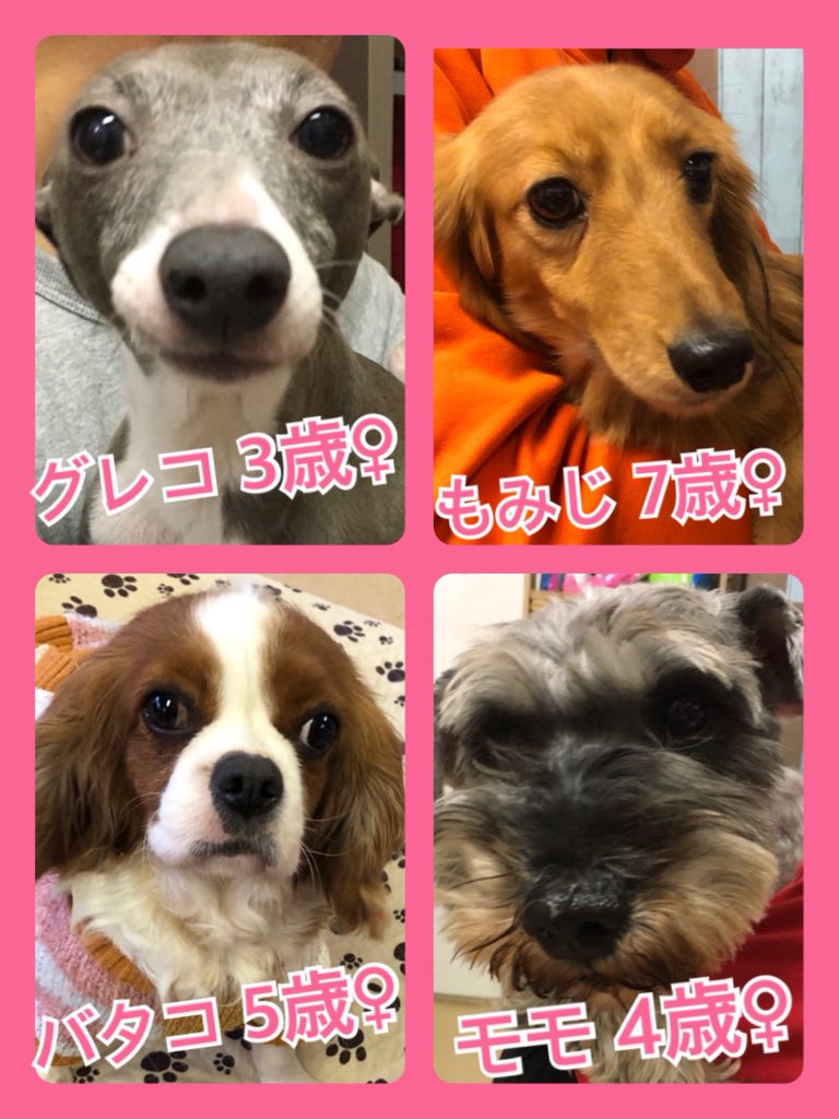 🐾今日の里親様募集中ワンコ🐶メンバーです🐾2020,1,23